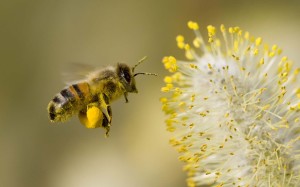 Honey-Bee-Flowers-Widescreen